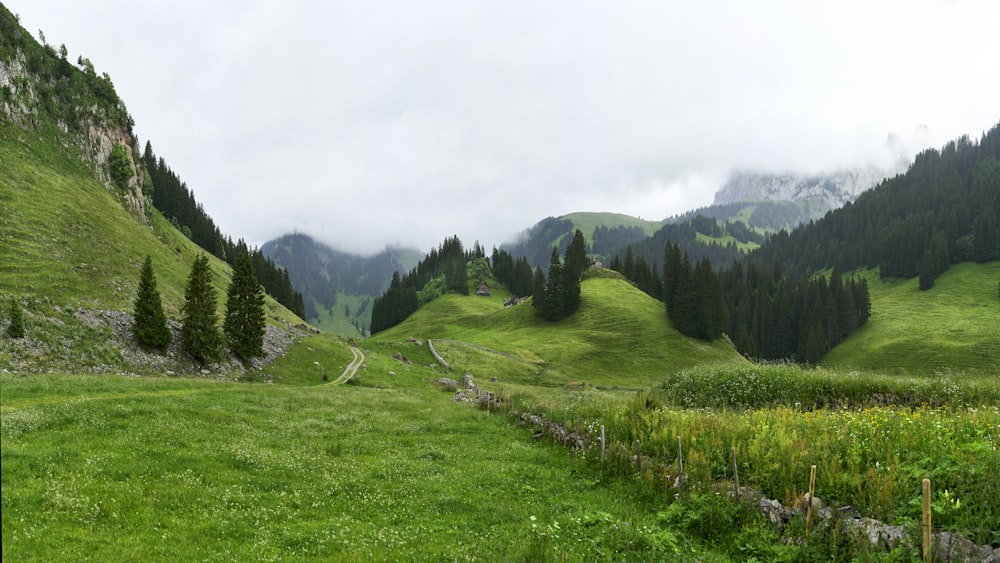 a lush green hillside covered in lots of trees