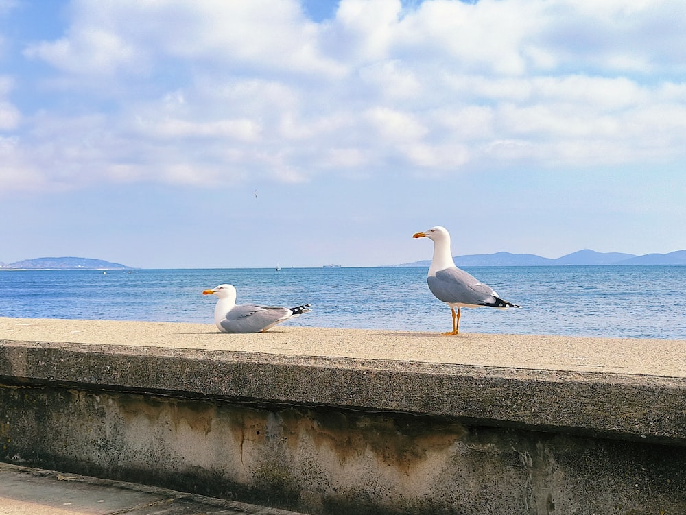 two seagulls sitting on a concrete ledge near the ocean