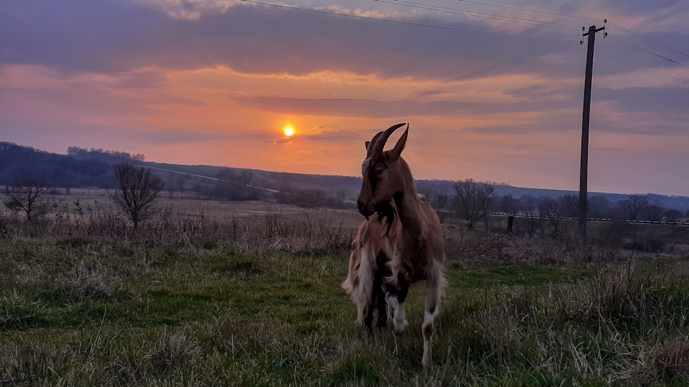 a brown goat standing on top of a lush green field