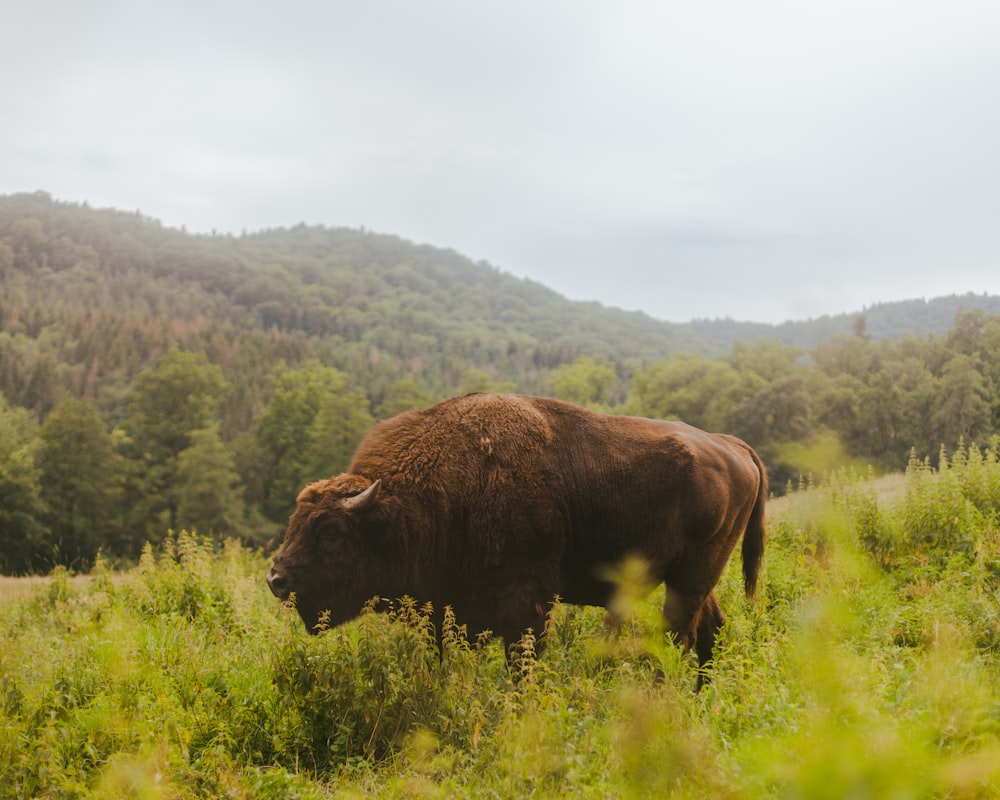 a large brown buffalo standing in a lush green field