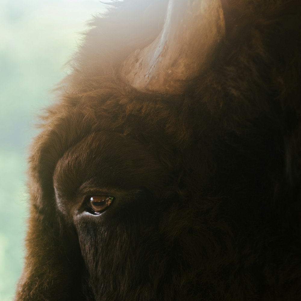 a close up of a bison's face with a blurry background
