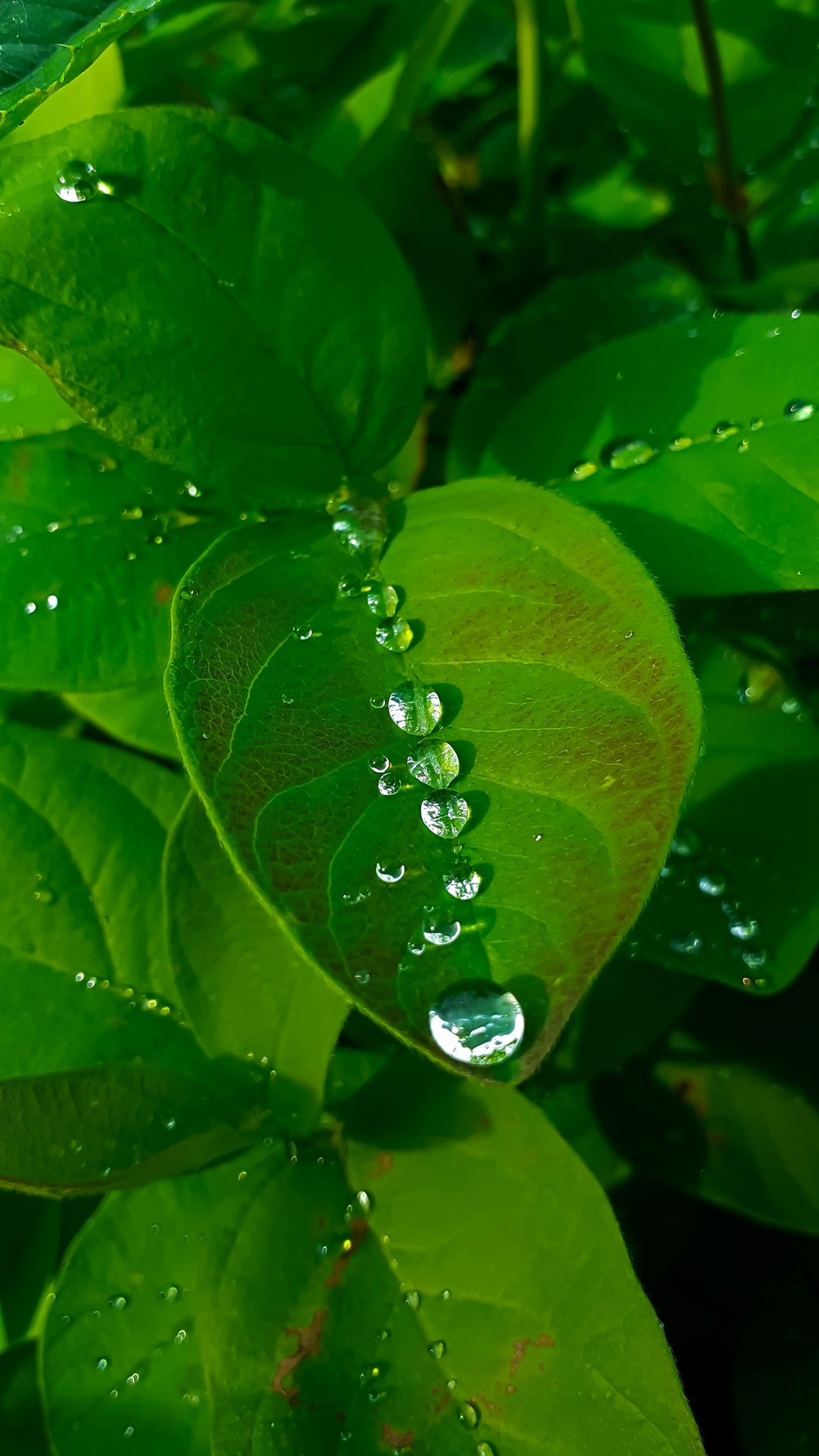 a green leaf with drops of water on it