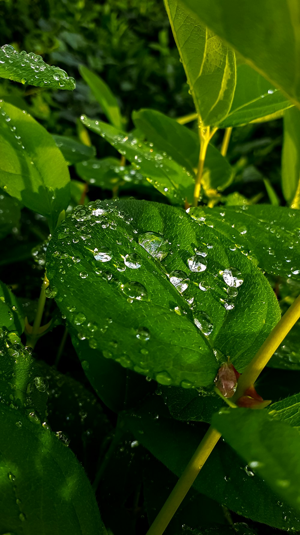 a green leaf with water droplets on it