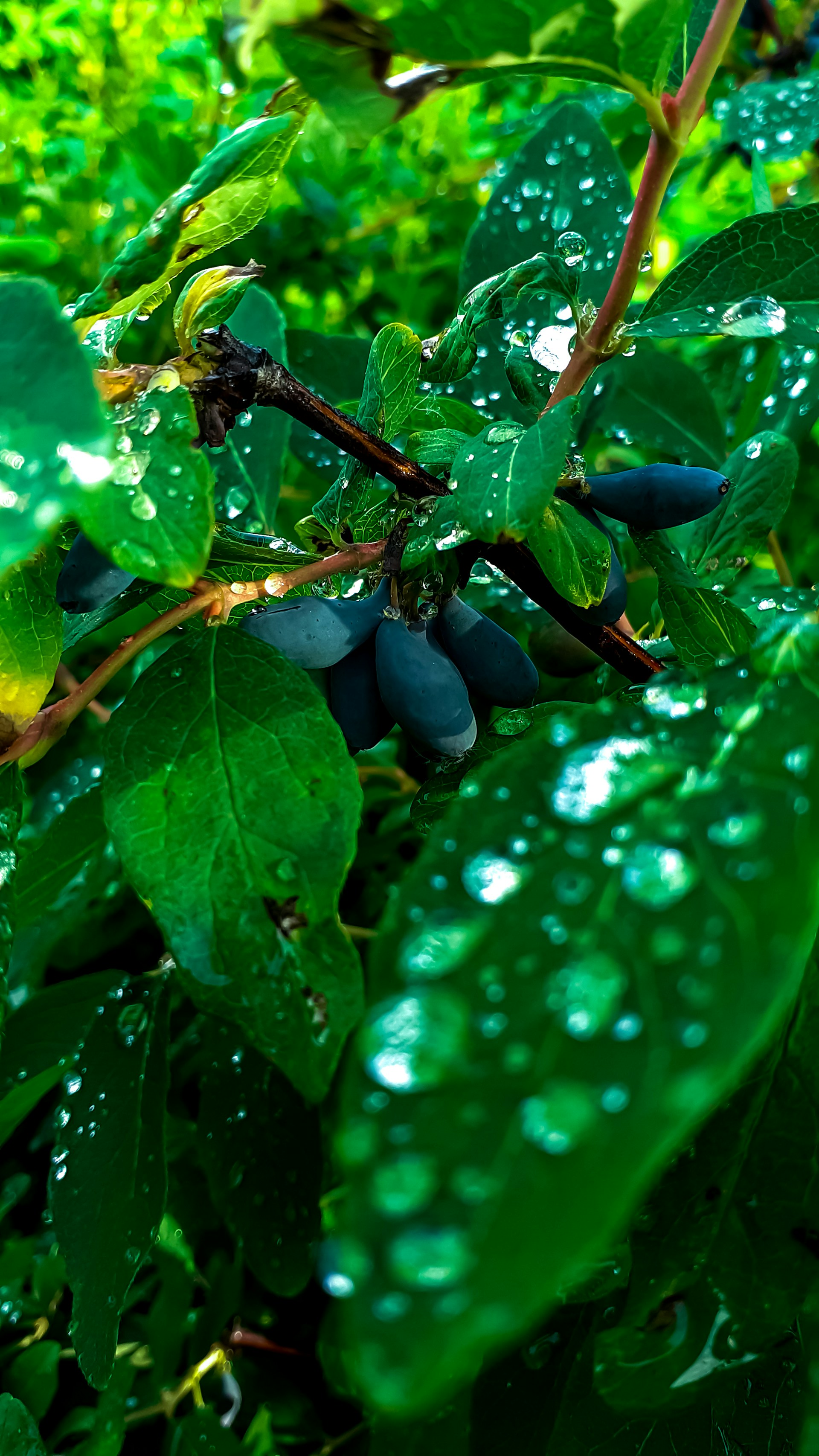 a bunch of green leaves with drops of water on them