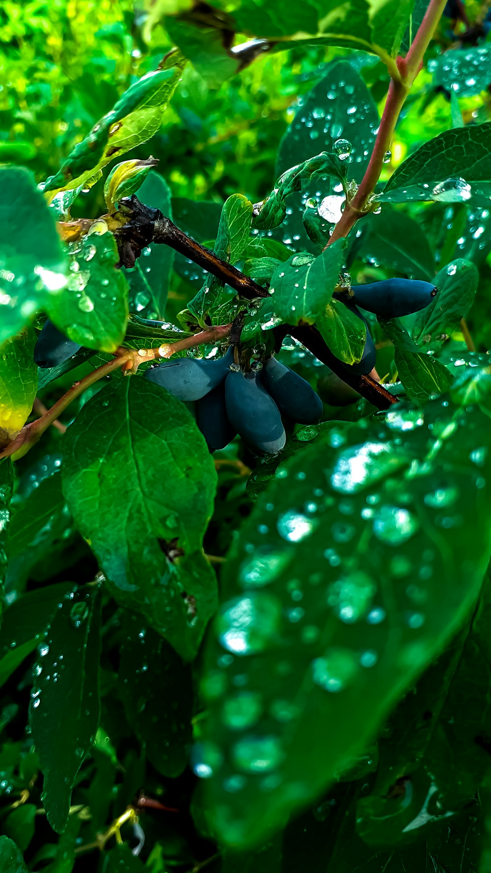 a bunch of green leaves with drops of water on them