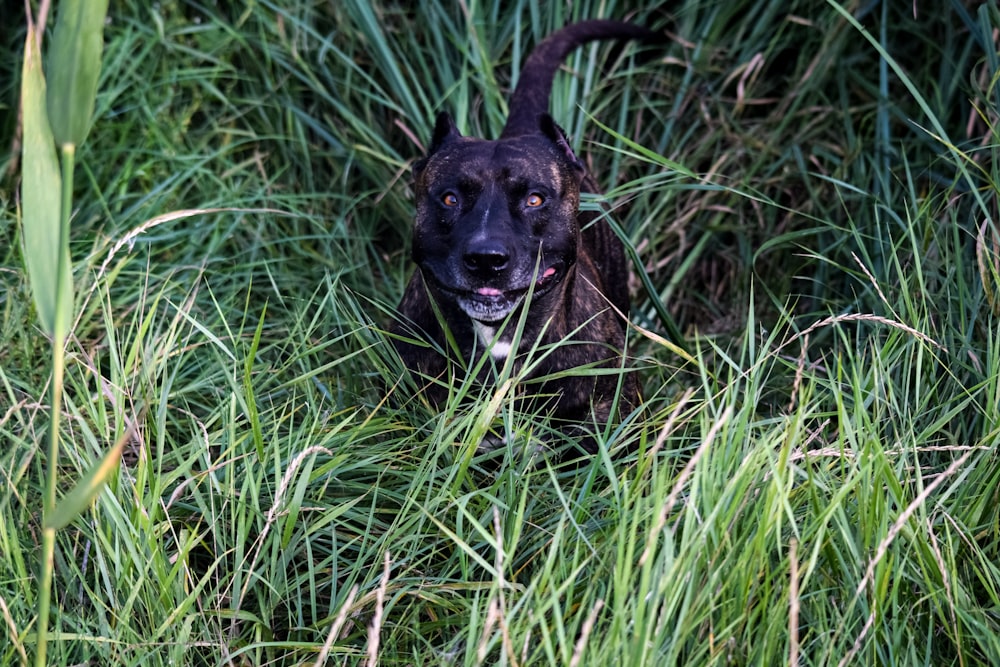 a black dog is sitting in the tall grass