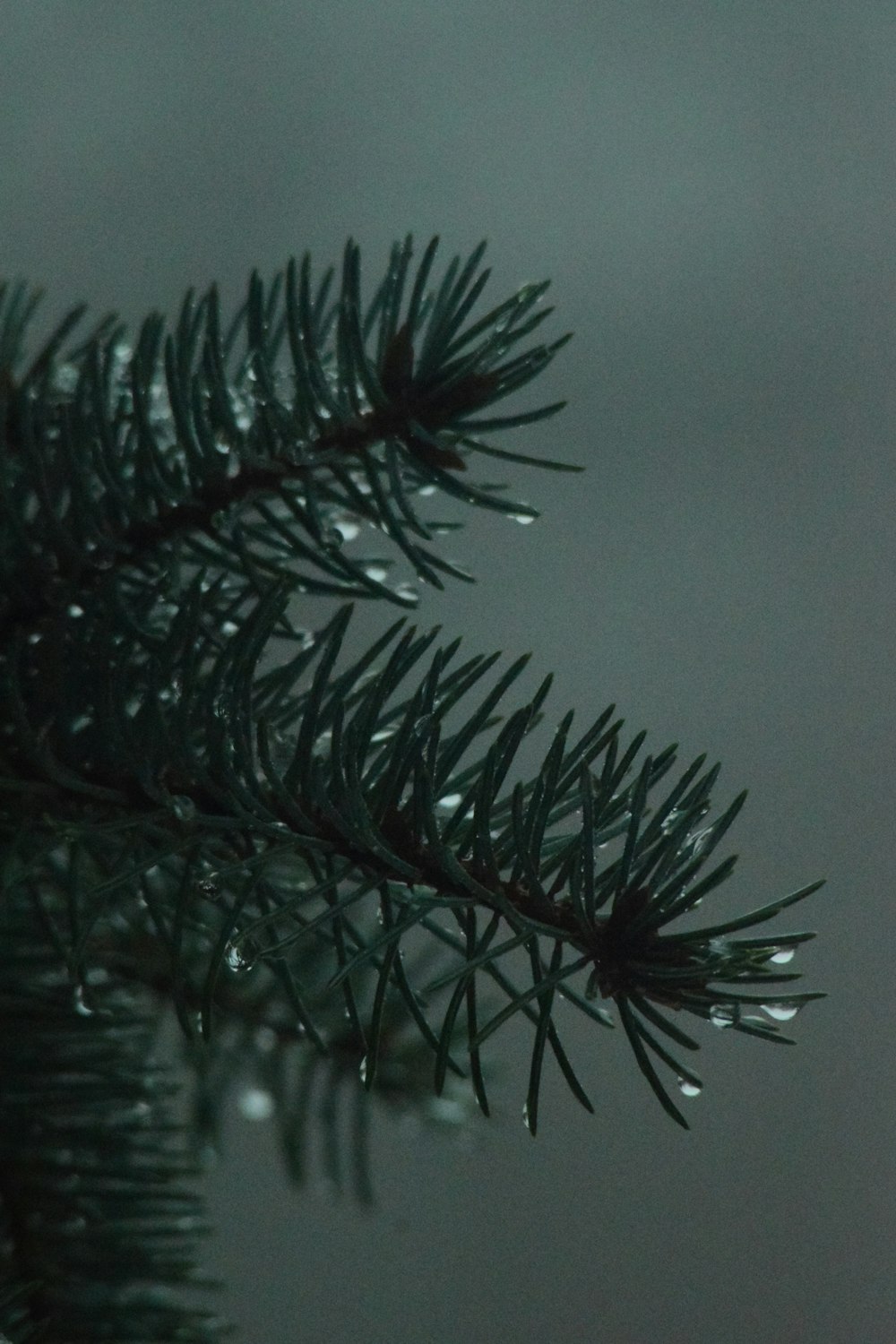 a pine branch with drops of water on it