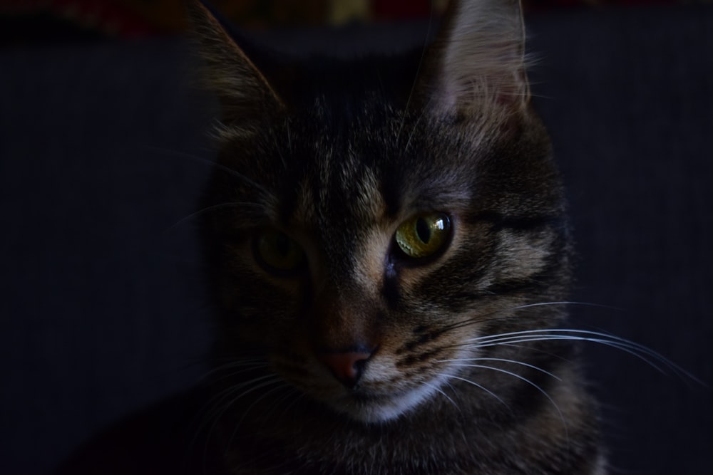 a close up of a cat with green eyes