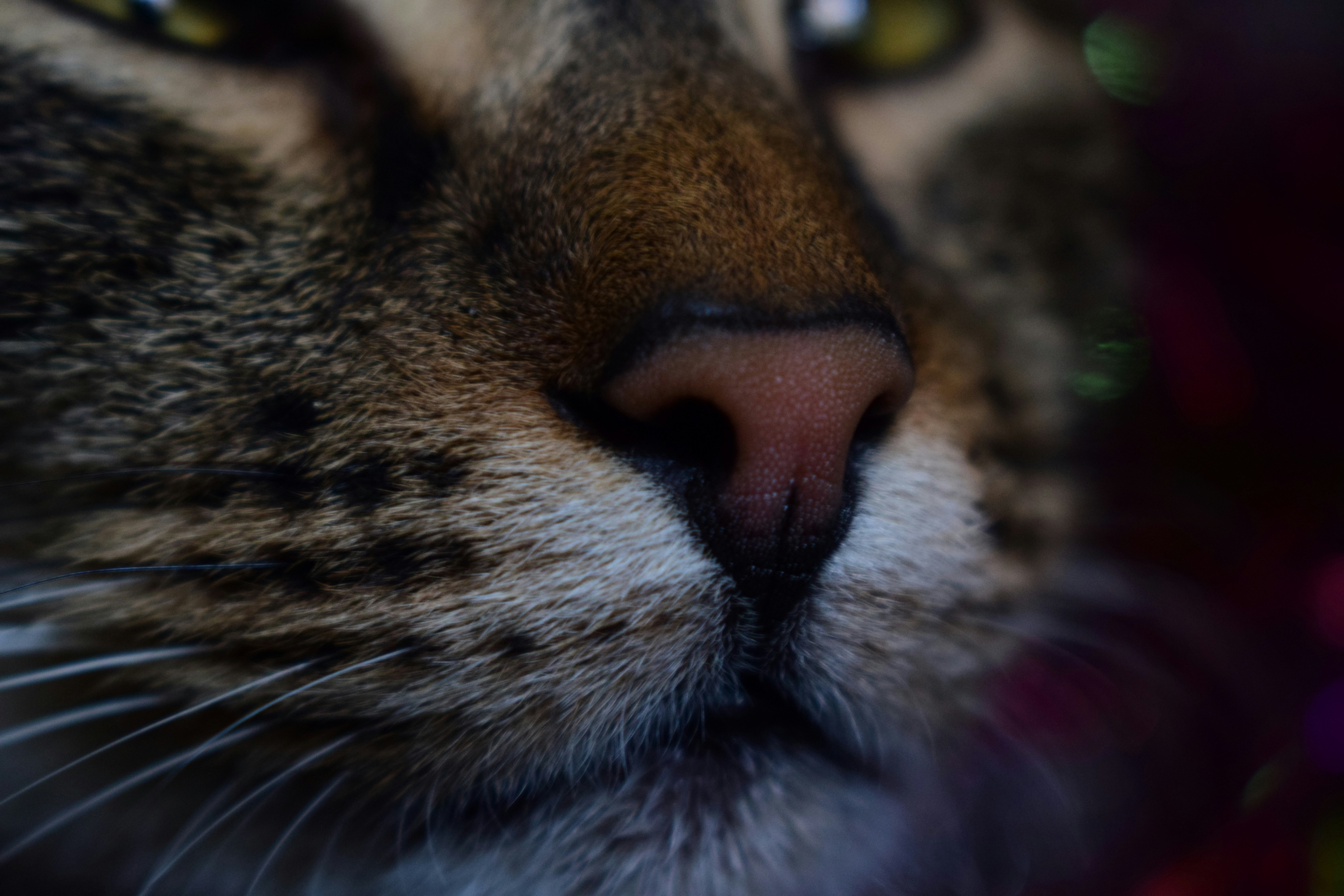 Photo by anna_flowers