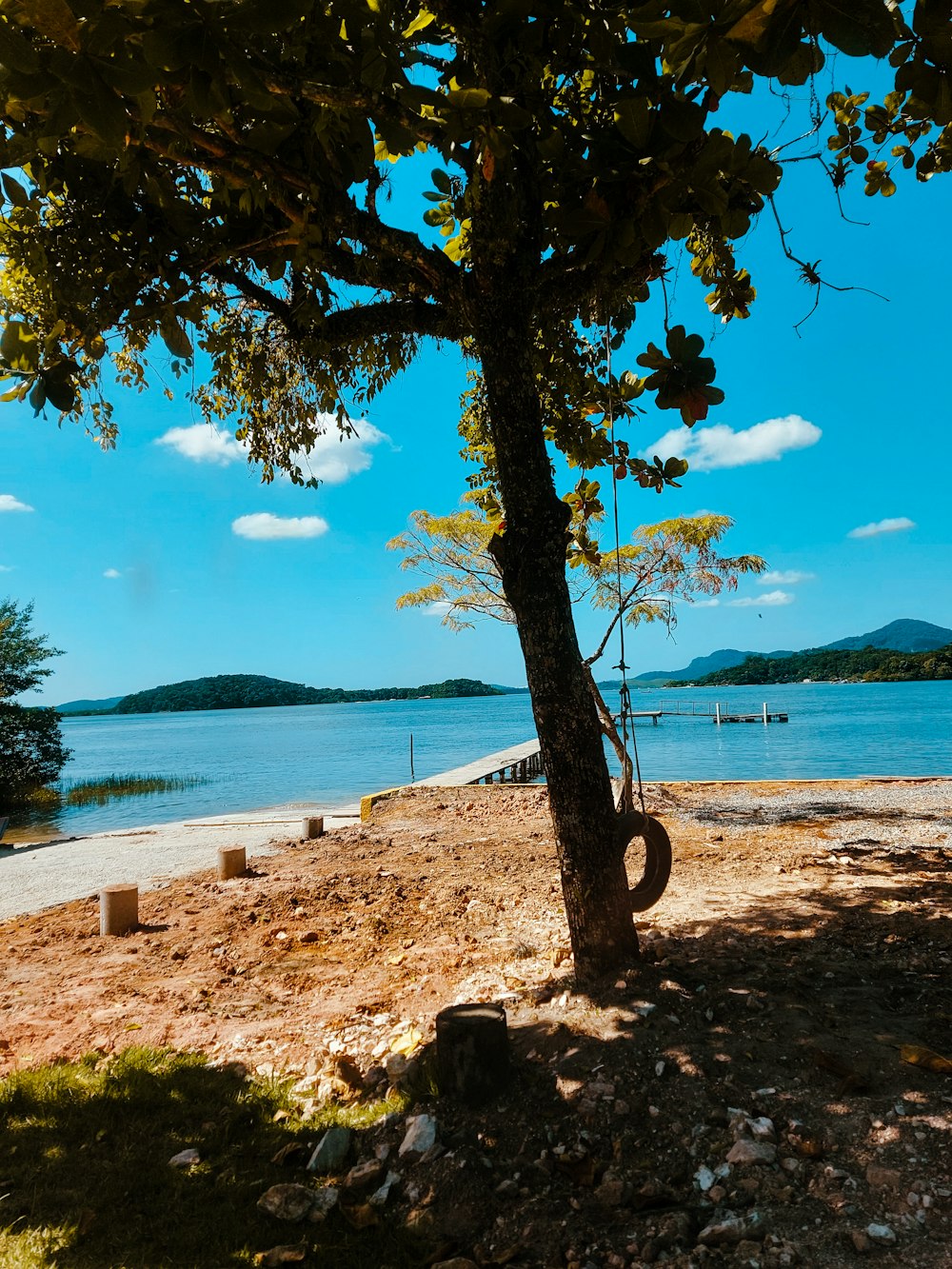 a tree on the shore of a lake