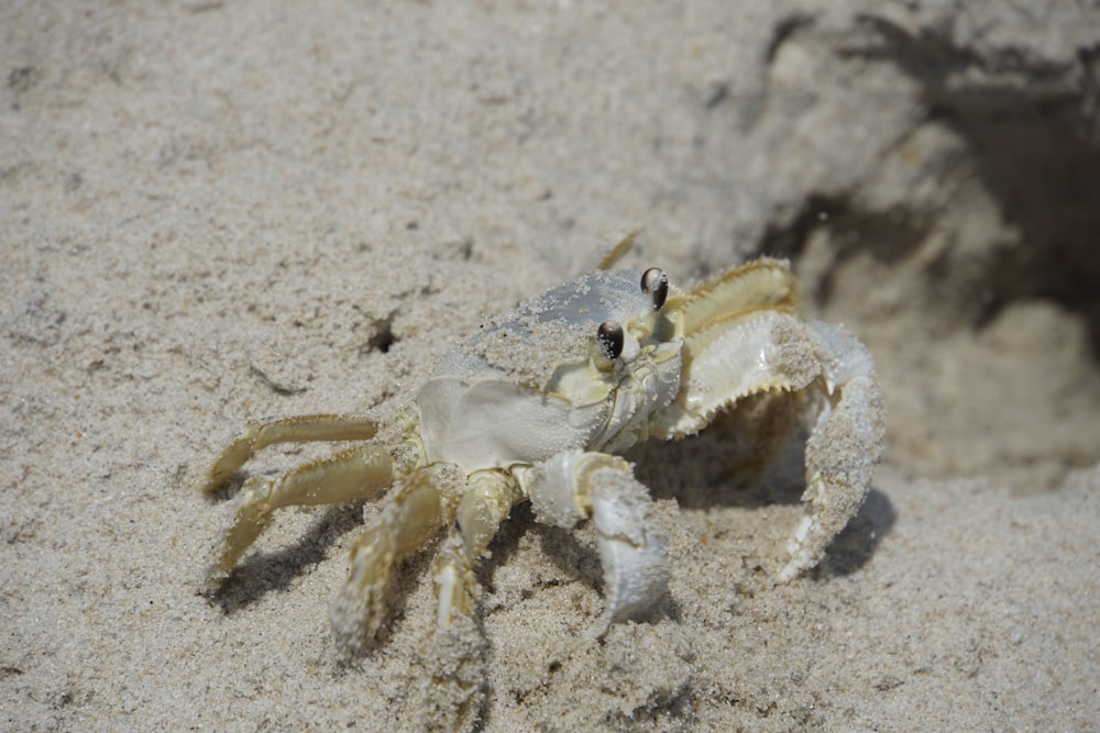a white crab sitting on top of a sandy beach
