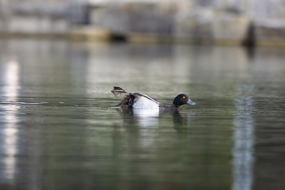 a couple of ducks floating on top of a lake