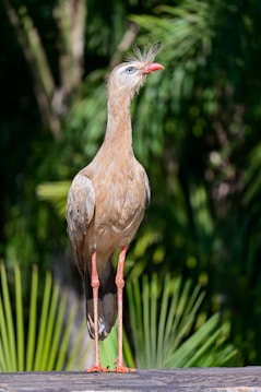A tall bird with grayish-brown plumage and a distinctive crest on its head stands on a wooden surface. Its long legs and red beak are prominent. The background is filled with lush green foliage, suggesting a natural habitat.