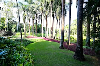 a lush green park filled with lots of trees