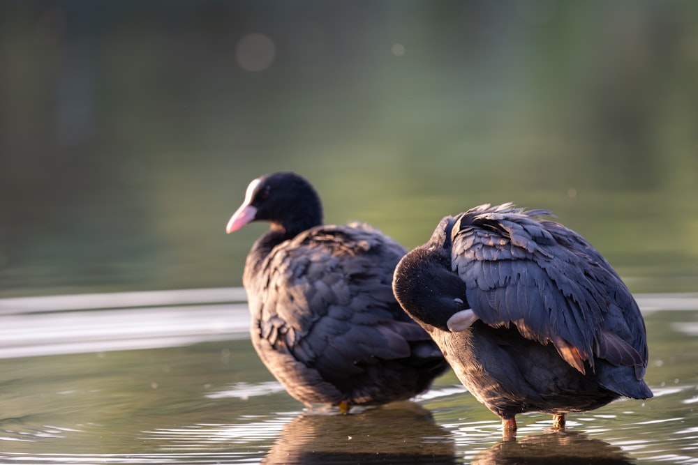 a couple of birds standing on top of a body of water