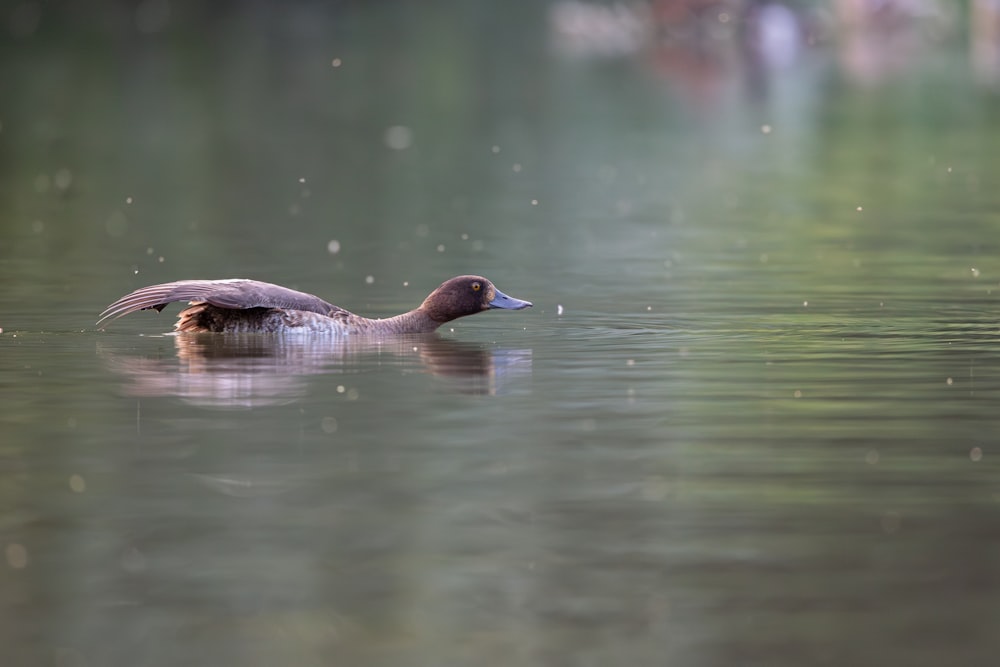 um pato flutuando em cima de um corpo de água