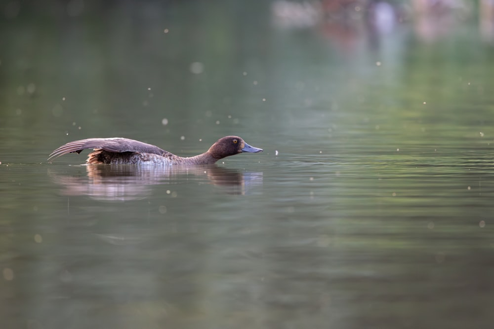 a duck floating on top of a body of water