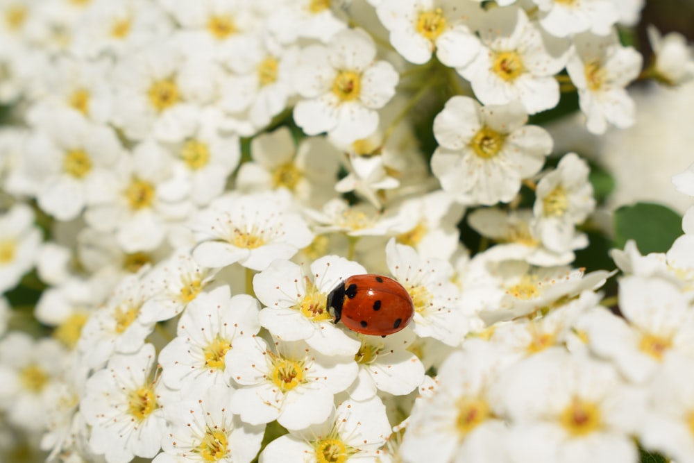 a ladybug sitting on top of a white flower