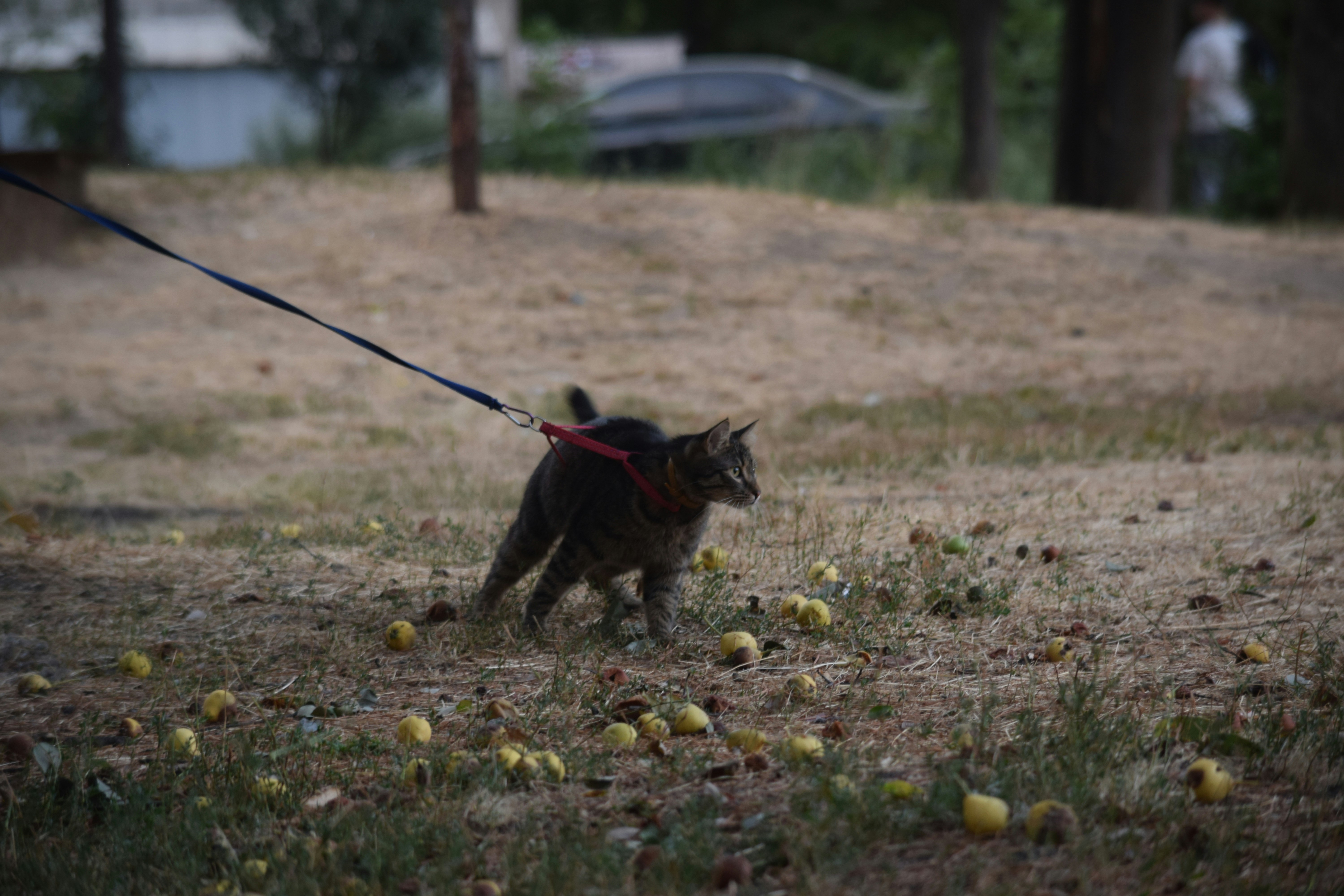 a cat on a leash pulling a bunch of apples