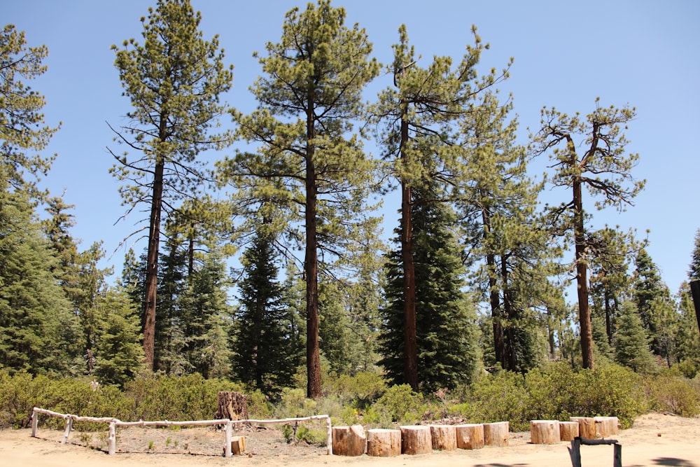 a volleyball court in the middle of a forest