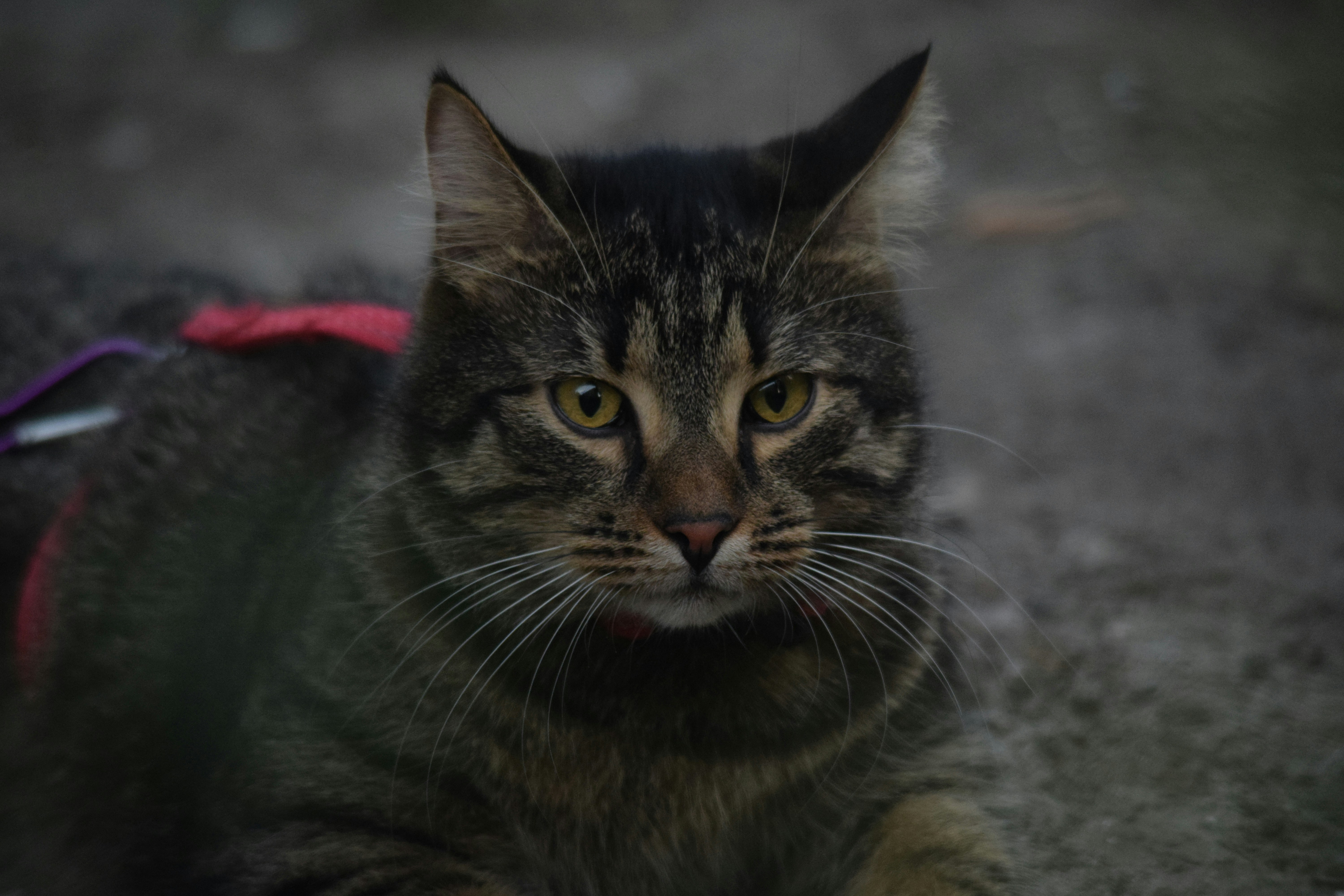 Photo by anna_flowers