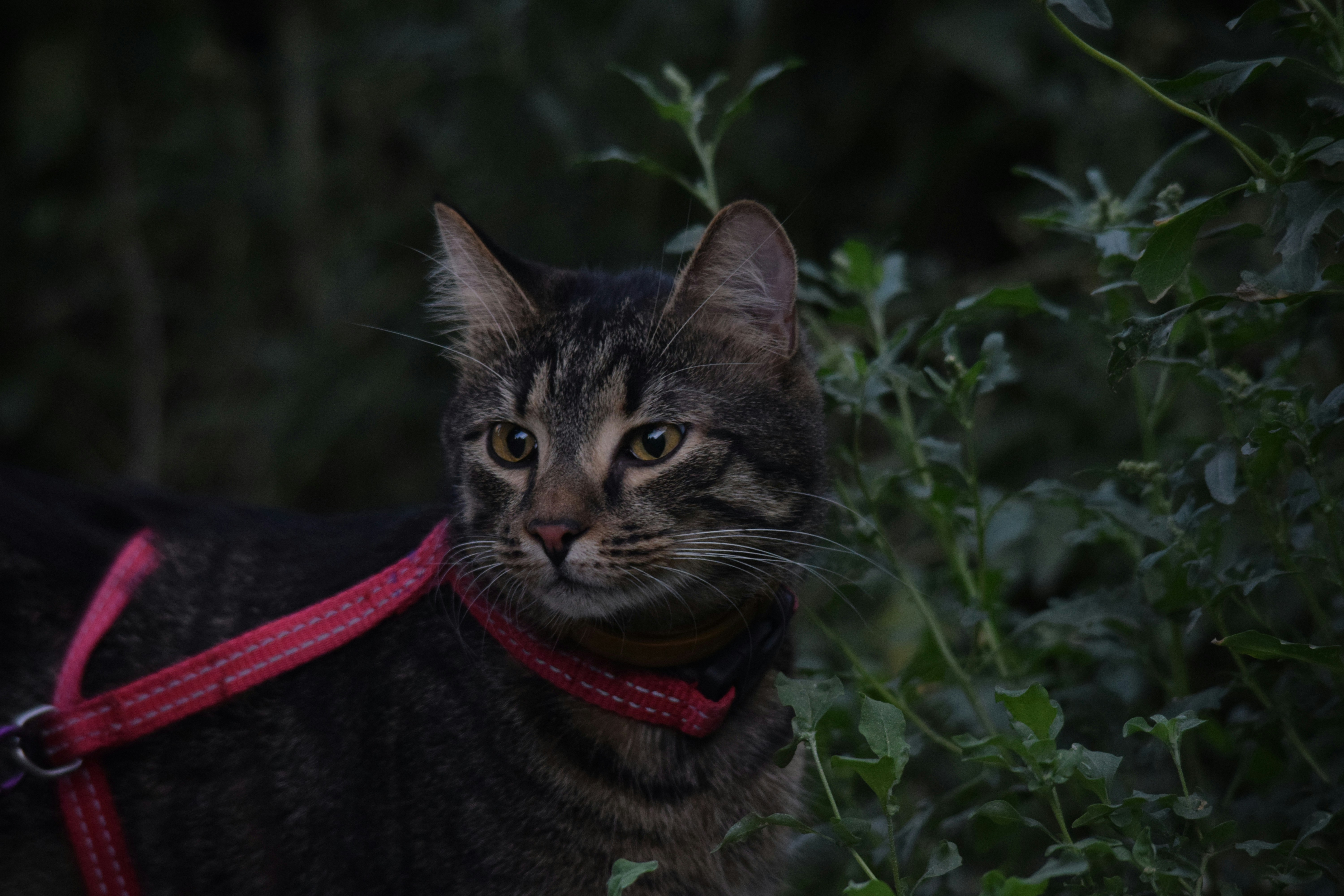 a cat wearing a red leash standing next to a bush