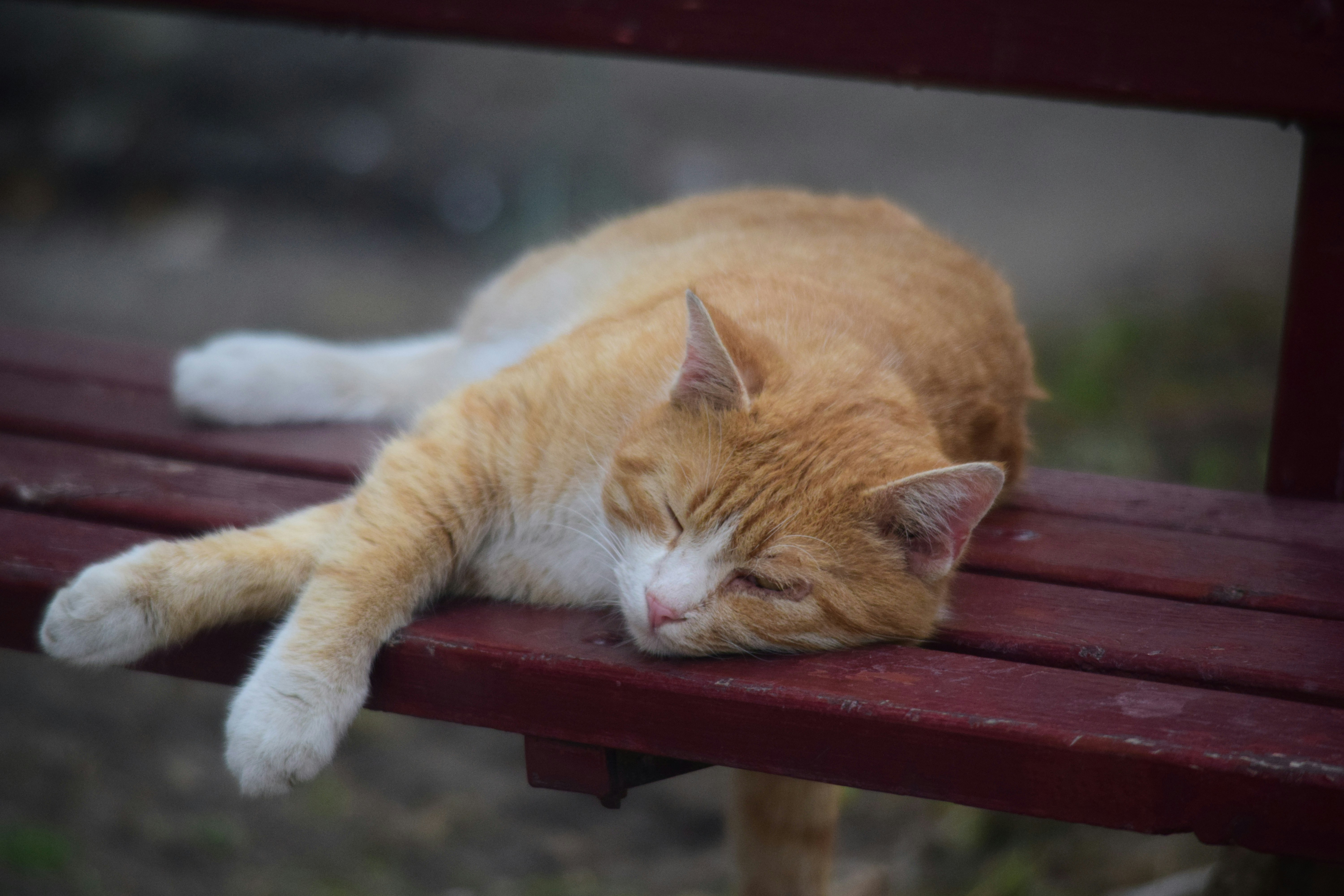 an orange and white cat sleeping on a red bench