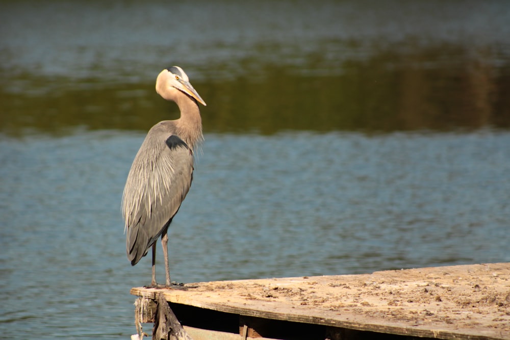 a large bird standing on a wooden dock