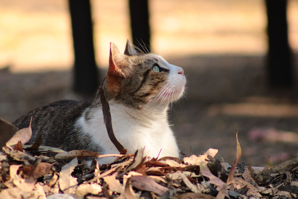 a cat laying on top of a pile of leaves