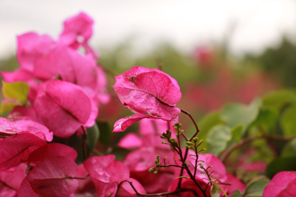 a bunch of pink flowers with green leaves