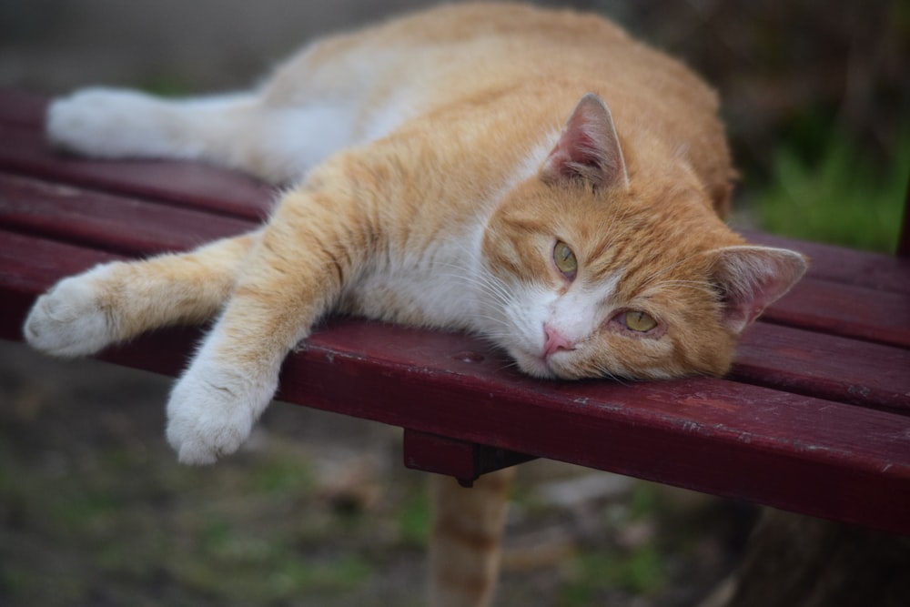 an orange and white cat laying on a red bench