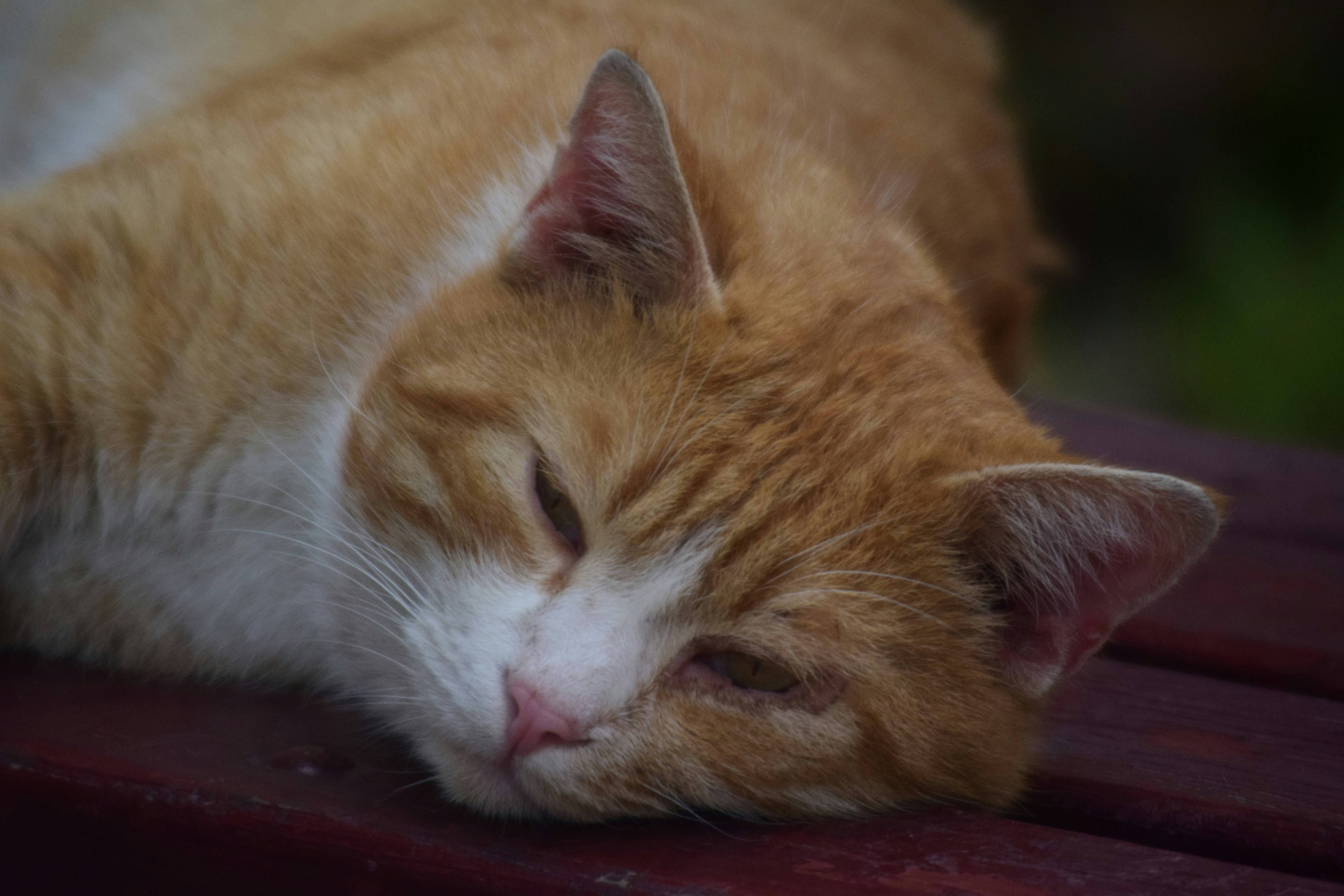 Photo by anna_flowers