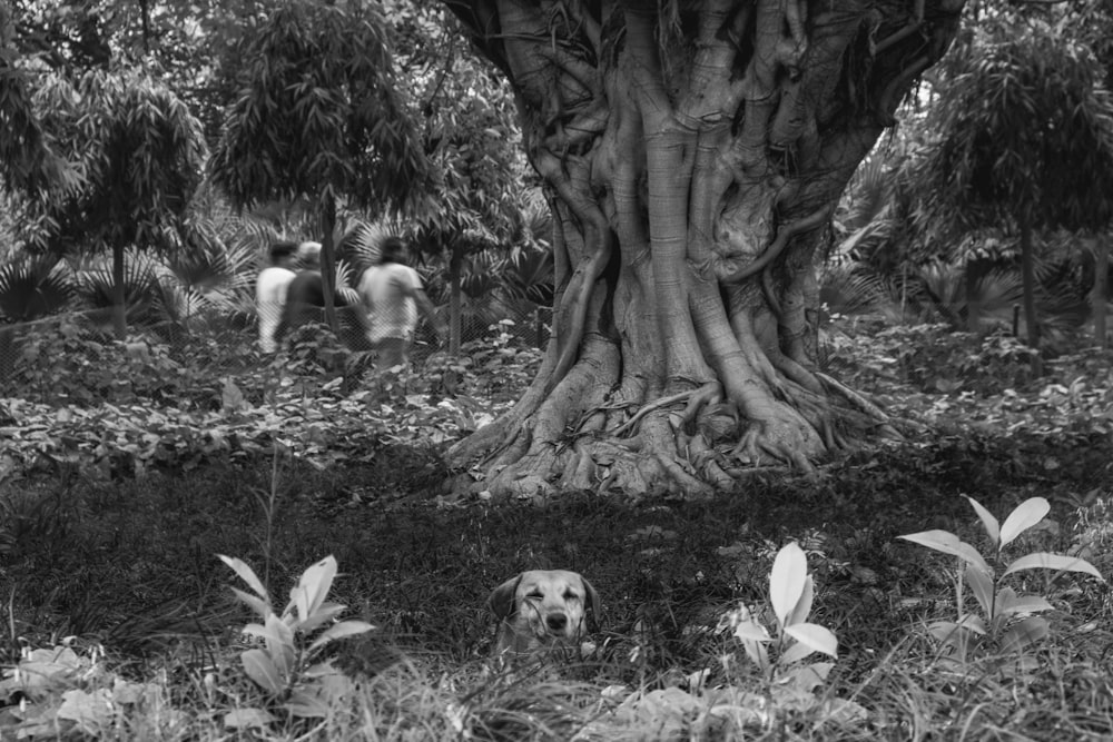 a black and white photo of a tree with a dog in the background