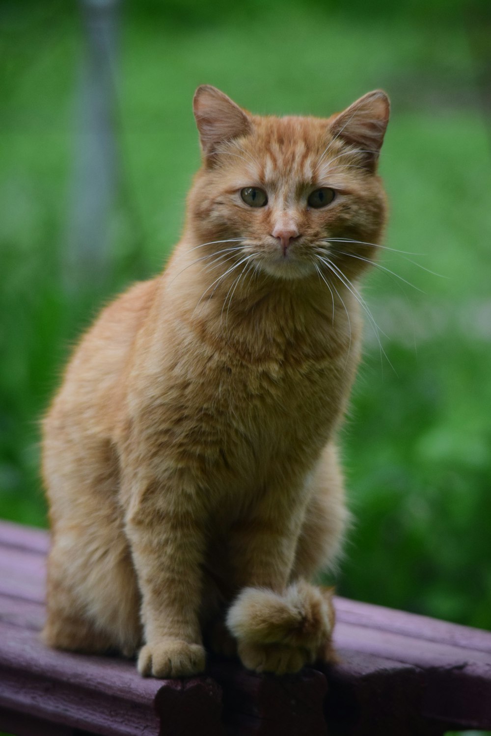 an orange cat sitting on top of a wooden bench