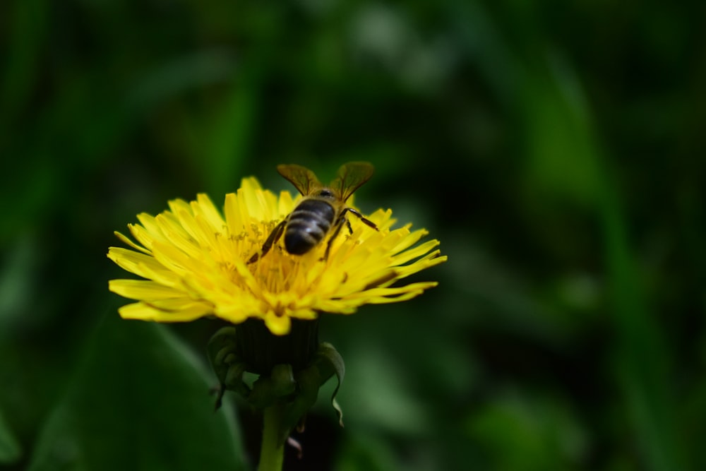 a bee sitting on top of a yellow flower