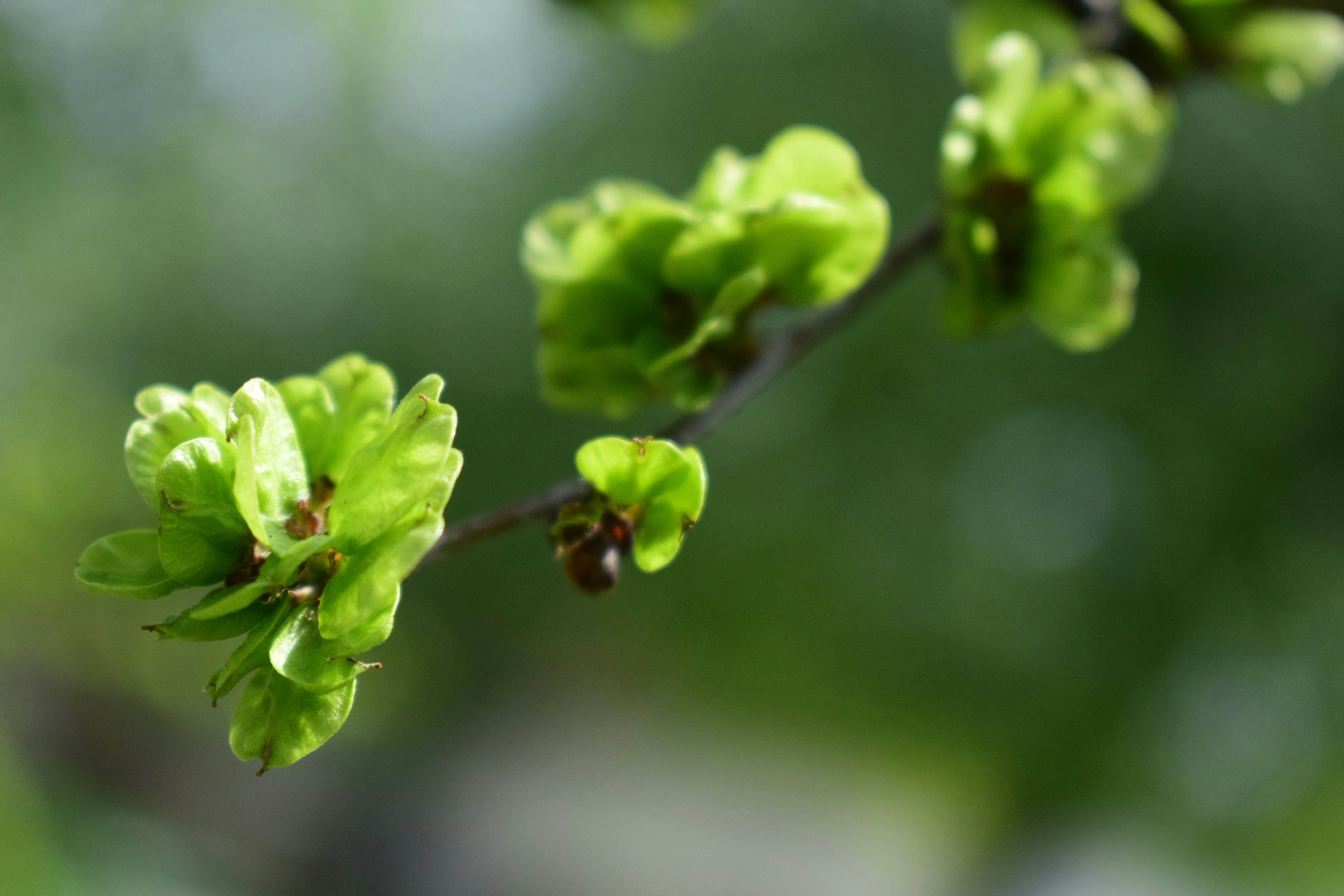 Photo by anna_flowers