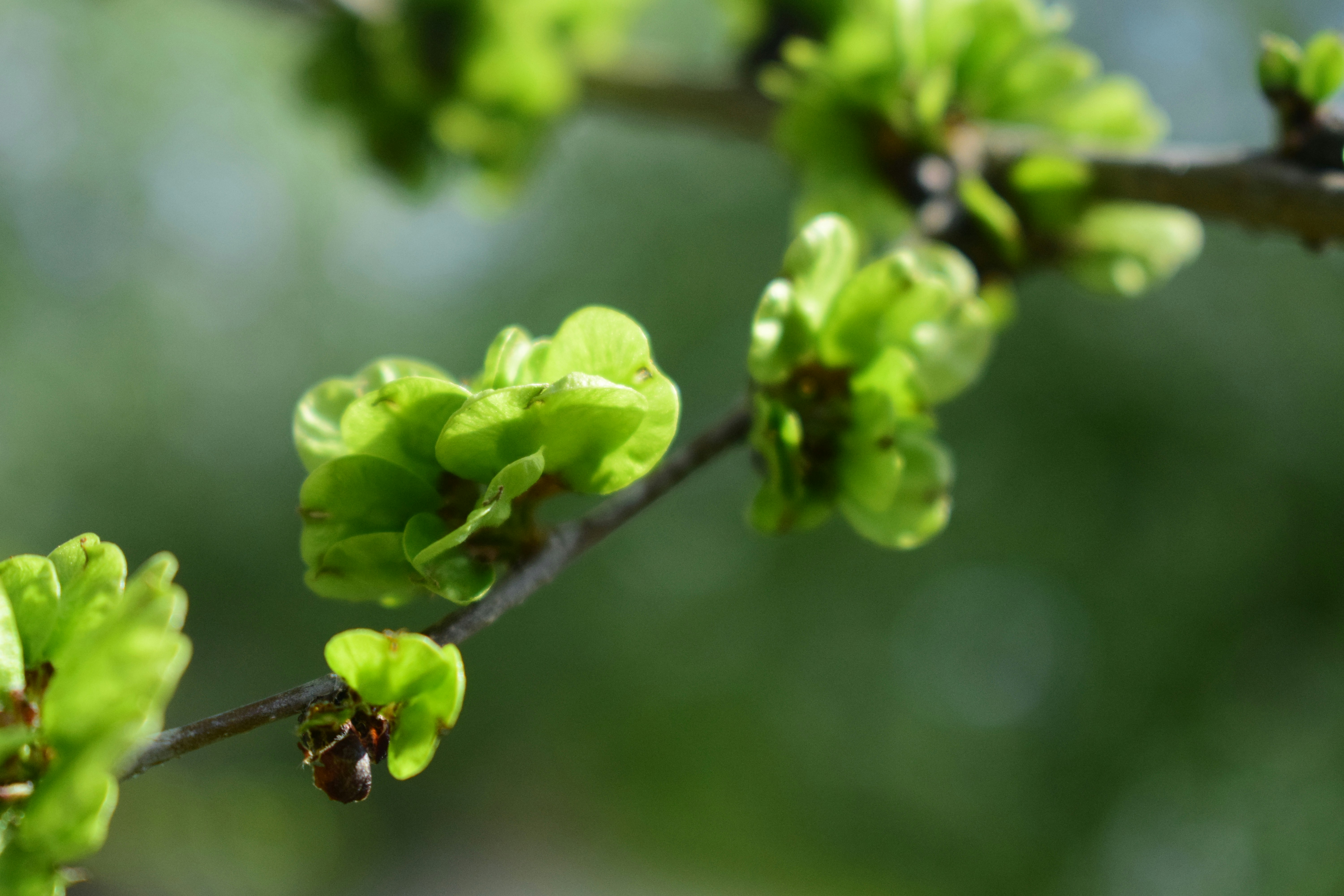 Photo by anna_flowers