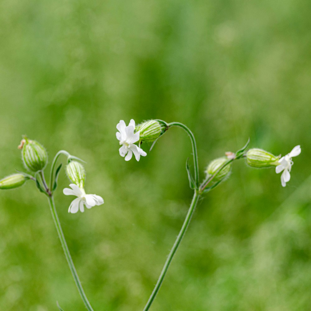 a close up of a plant with white flowers