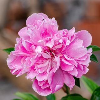 A vibrant pink blooming flower with delicate petals covered in tiny water droplets. The lush petals display various shades of pink, from deep magenta to soft pastel hues. Green leaves peek from beneath, adding contrast against the blurred natural background.