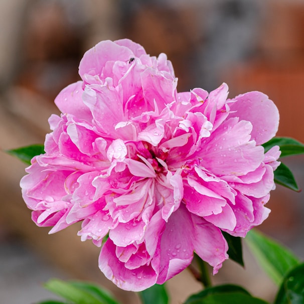 A vibrant pink blooming flower with delicate petals covered in tiny water droplets. The lush petals display various shades of pink, from deep magenta to soft pastel hues. Green leaves peek from beneath, adding contrast against the blurred natural background.