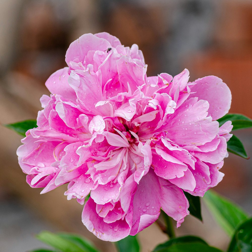 a pink flower with water droplets on it