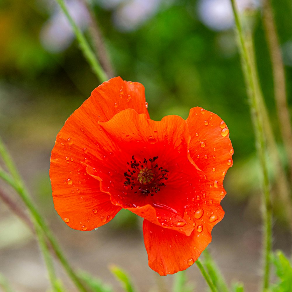 eine leuchtend orangefarbene Blume mit Wassertropfen darauf