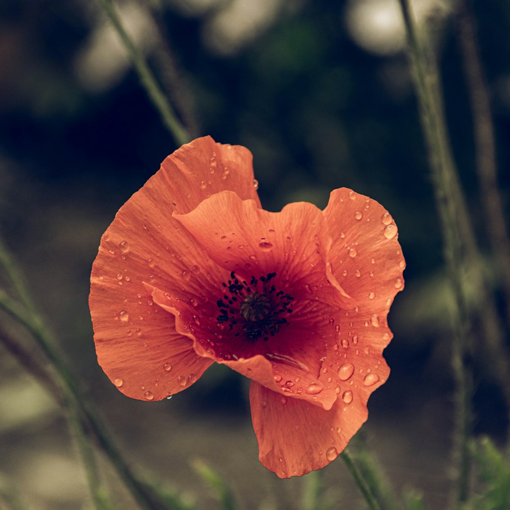 a close up of a flower with water droplets on it