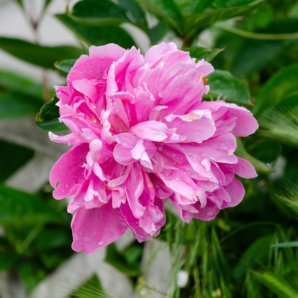 a pink flower with green leaves in the background