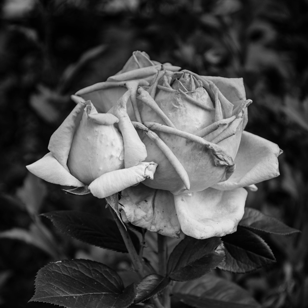 a black and white photo of a rose