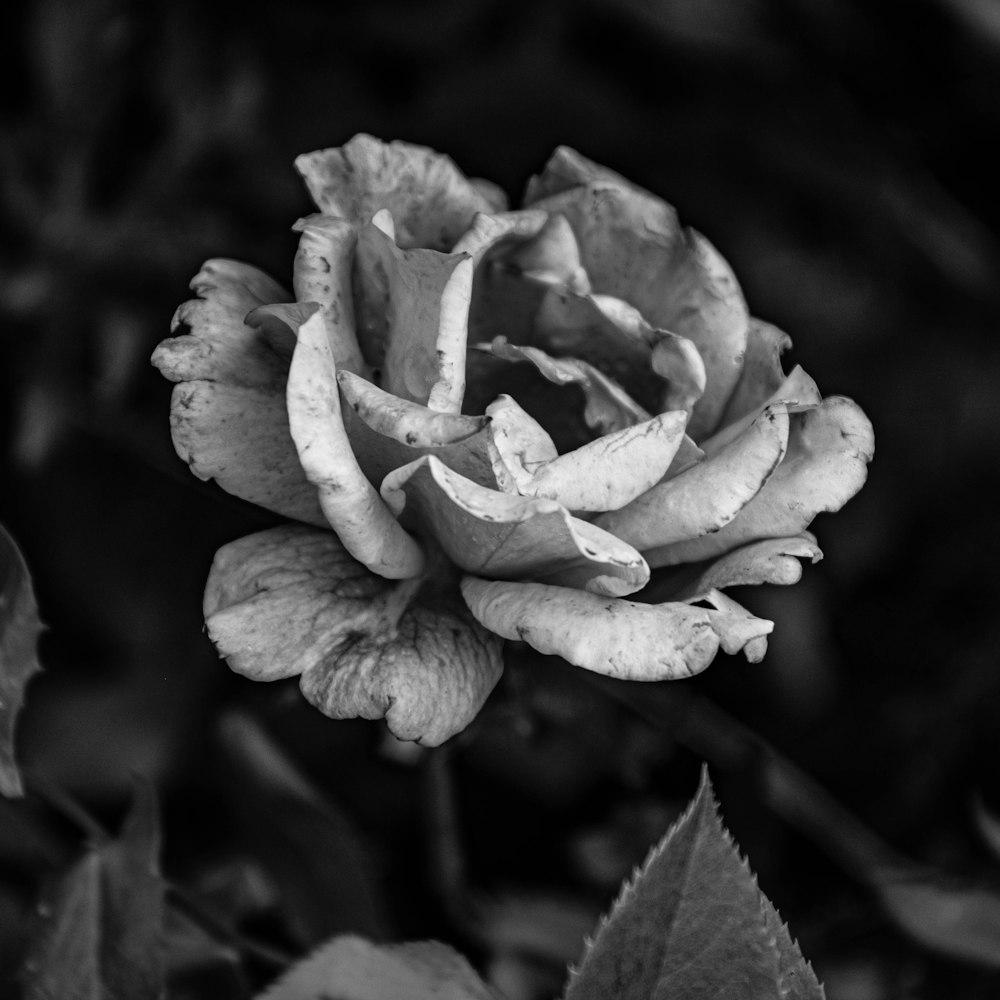 a black and white photo of a rose