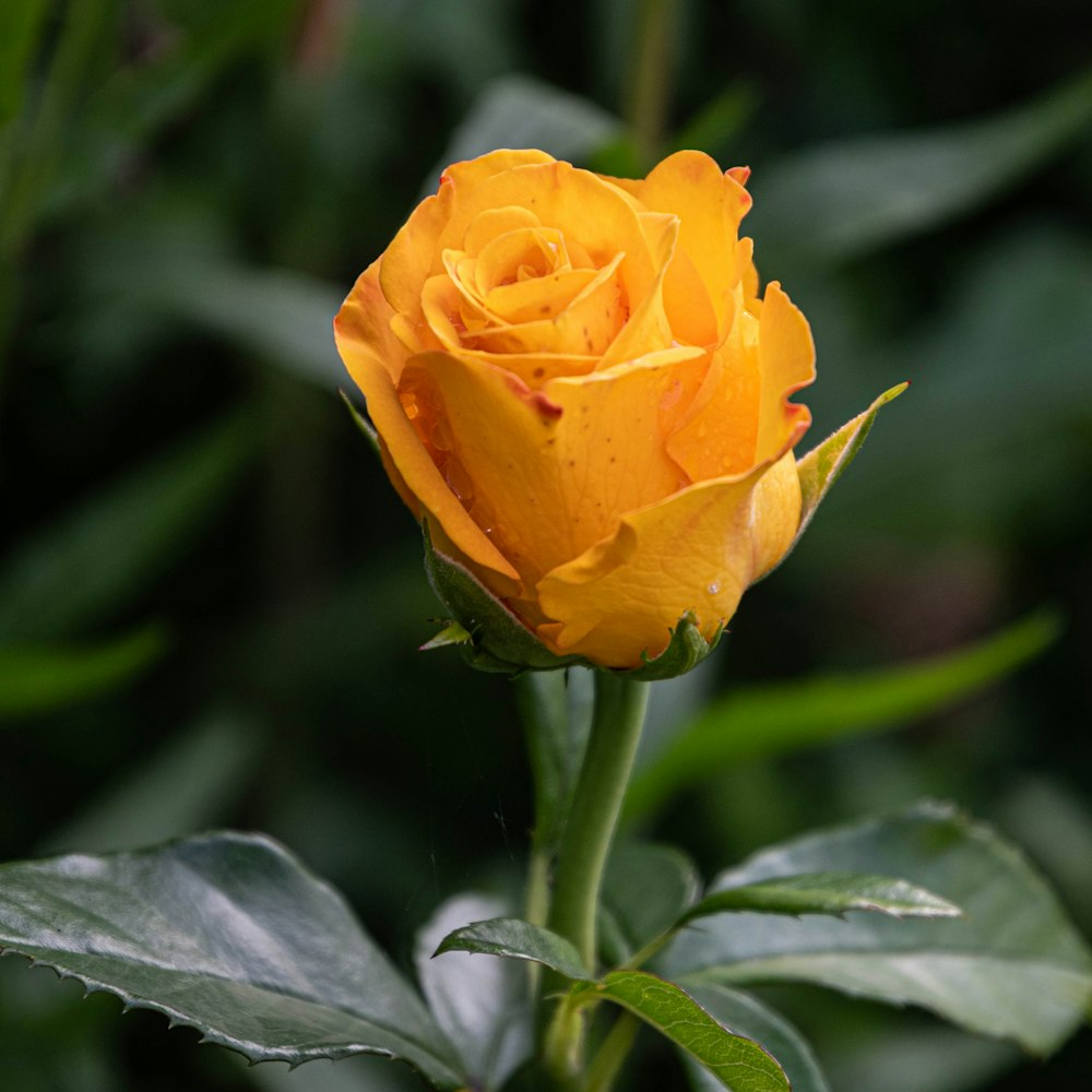 a single yellow rose with green leaves in the background