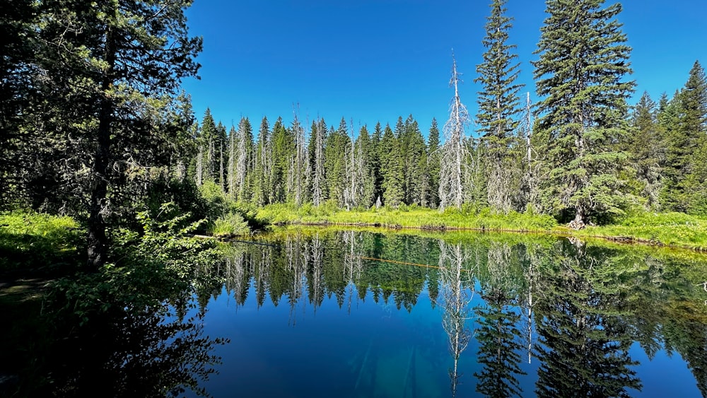 a body of water surrounded by trees and grass