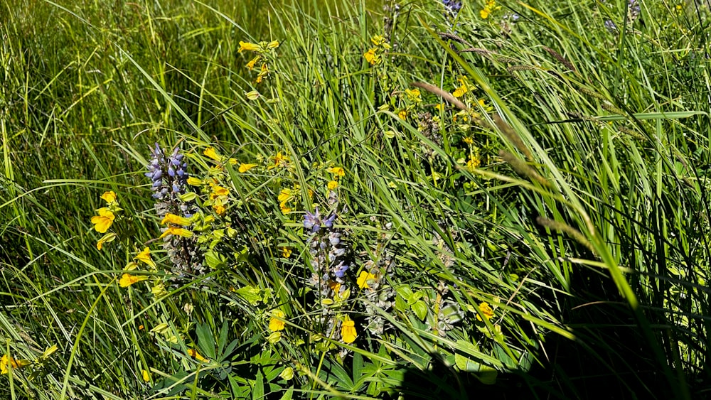 a field of tall grass with yellow and purple flowers