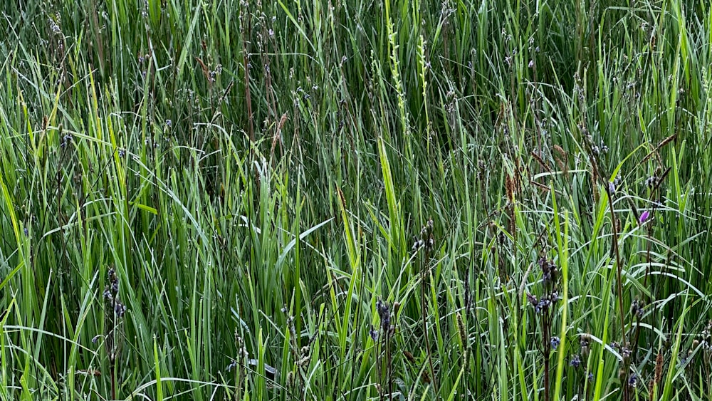 a field of tall green grass covered in rain